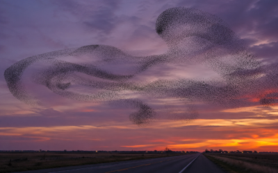 The World Is a Dance You’re Dancing Alone